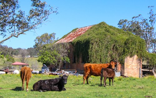 Australian Country Adventure Day Tour in Gresford