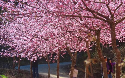 武陵农场一日游(台北＆宜兰出发)