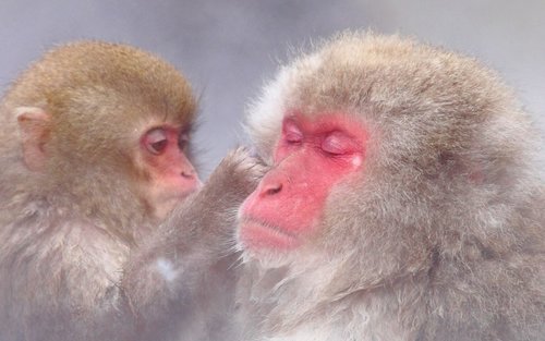 Snow Monkeys, Zenko-ji Temple & Sake in Nagano day tour
