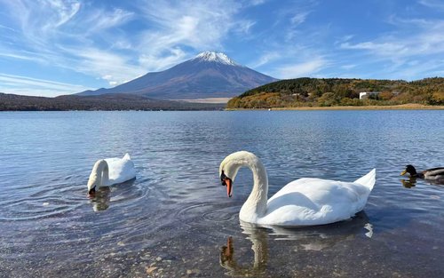 Tokyo Fuji Five Lakes Full-Day Private Charter Experience