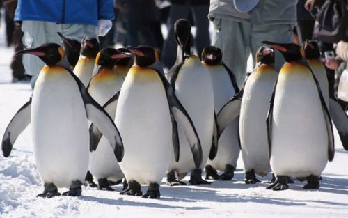 Asahiyama Zoo Penguin Walk & Shikisai-no-Oka Winter Tour