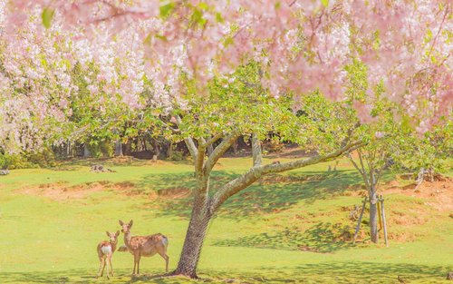 [Kyoto & Nara & Uji Day Trip] Nara Park's Adorable Deer & Fushimi Inari Shrine's Thousand Torii Gates & World Heritage Site Todai-ji Temple & Byodo-in Temple & Uji Matcha Food Street & Uji River & Uji Park & Asagiri Bridge Day Trip