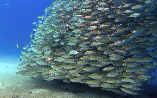 刁曼岛高氧空气潜水员体验（PADI五星级潜水中心）