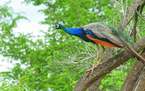从艾拉出发的雅拉国家公园野生动物园一日游