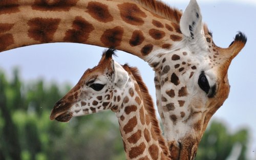 The Game Drive Half-day National Park Tour