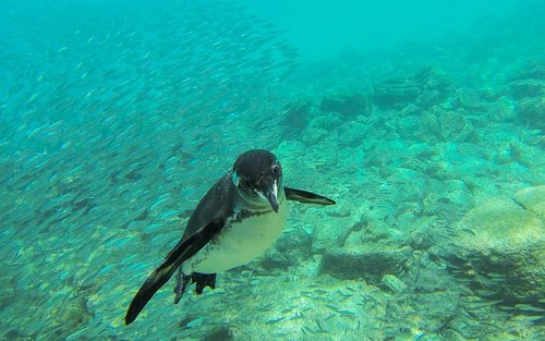 Full-Day Pinzon Island Snorkeling and Fishing