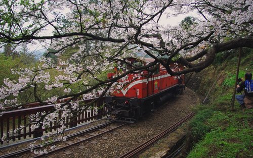 Chiayi: Alishan Day Tour & Multi-Day Tour from Chiayi