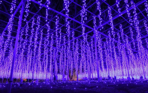 Tiga Pertunjukan Cahaya Terbesar di Jepang: Taman Bunga Ashikaga & Pemandangan Laut Ibaraki Tur Sehari (Berangkat dari Tokyo)