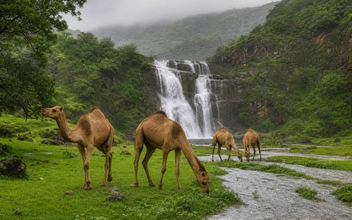 Salalah Wadi Darbat & Ayn Athum Half-Day Summer Tour