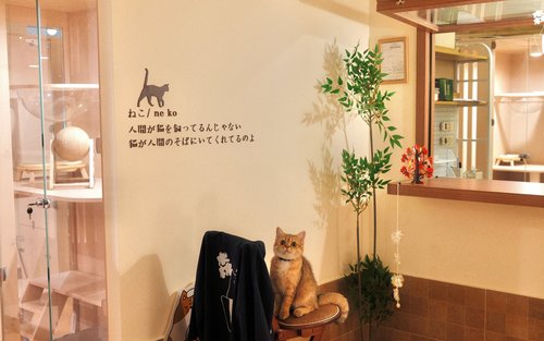 Sen Ret Cat Hotel - Kattenhotel diensten | Prince Edward