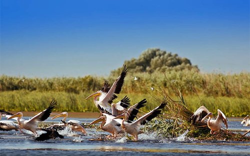 Tulcea Duna-delta egész napos hajókirándulás