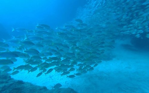 Trải Nghiệm Lặn Bình Khí ở Gran Canaria của Trung Tâm PADI 5 Sao 