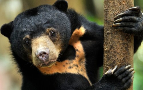 Half Day Sepilok Orang Utan & Sun Bear Tour in Sandakan Sabah