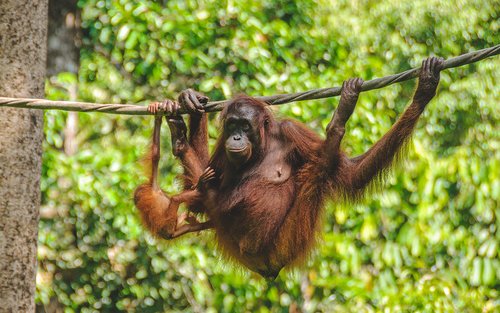 Sepilok Orangutan Centre Half Day Tour