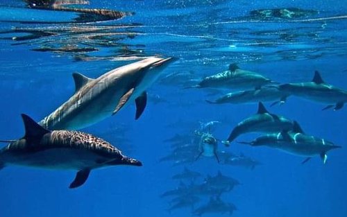 Swim with Dolphins, VIP Snorkeling sea trip with Lunch - Hurghada