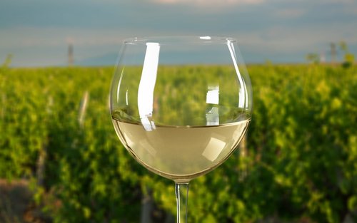 莫宁顿半岛酒庄体验（巴士接送 & 含午餐）