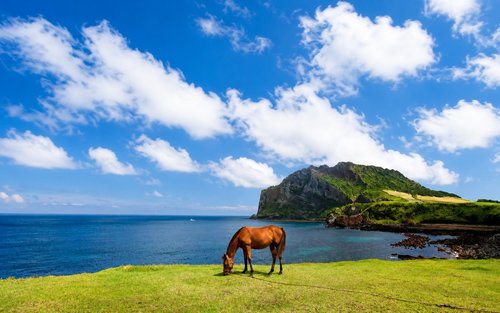 [Hotel Pickup]​ Jeju Round-Island Grand Highlights Small Group Tour