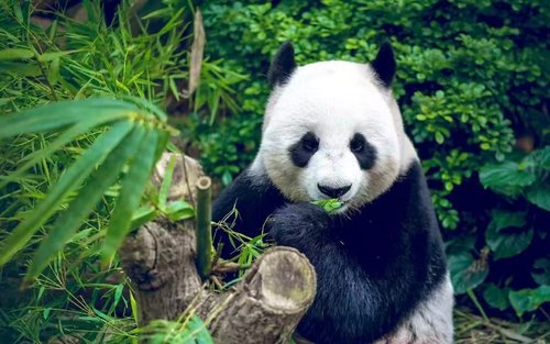 Tur Sehari Penuh Chengdu Panda Base & Sanxingdui