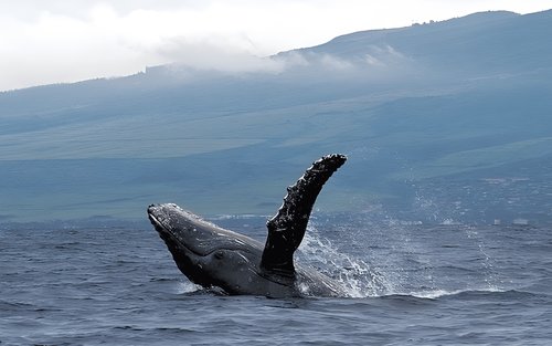 Whale Watching Experience in Maui
