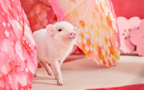 Micro Pig Cafe-ervaring in Aasakusa