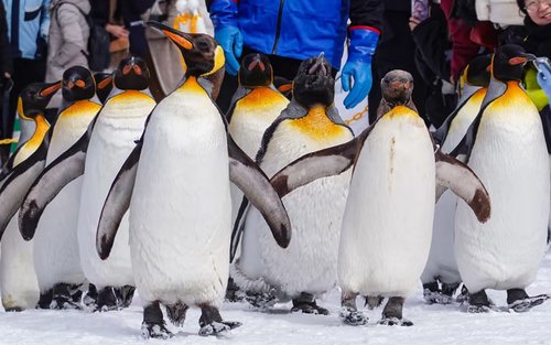 One-Day Tour of Hokkaido | Asahiyama Zoo & Christmas Tree & Shirahige Falls or Shikisai no Oka & Ningle Terrace or Shirogane Blue Pond | Departure from Sapporo