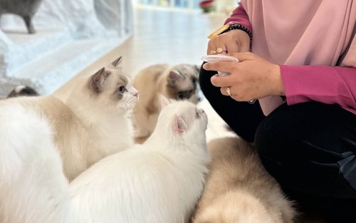 Meow Lounge Cat Cafe Experience in Melaka