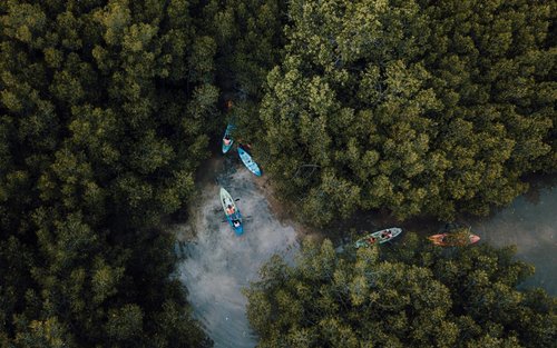 Panglao Mangrove Eco Kayaking