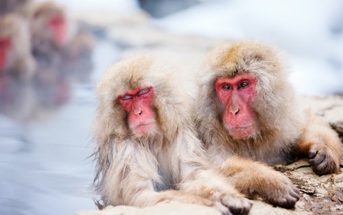 [Nagano Day Trip] Togakushi Shrine & Jigokudani Monkey Park: Snow Monkey Walk & Sake Culture Experience (From Nagano)