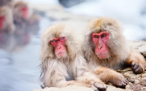 Nagano Jigokudani Monkey Park, Togakushi Shrine, Zenkoji Temple & Sake Culture Experience Day Tour (Departing from Nagano)