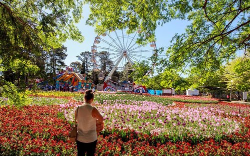 Tour Ngày Lễ hội Hoa Canberra Floriade 