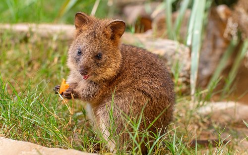 Sydney Zoo Ticket