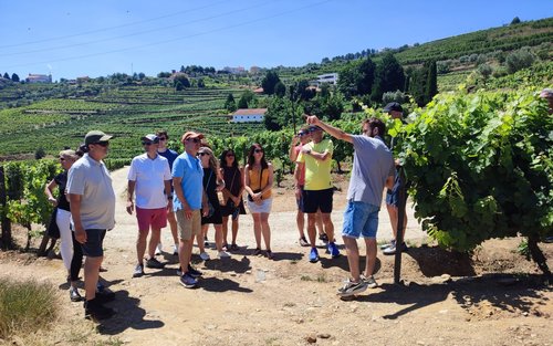Porto: Douro Valley Wine Tasting with Lunch & Optional Hotel Pickup