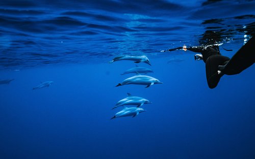 Zodiac Delfin Schwimmen und Schnorcheln in Oahu