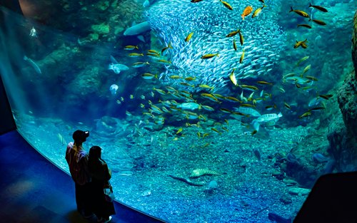 Tiket Enoshima Aquarium di Fujisawa