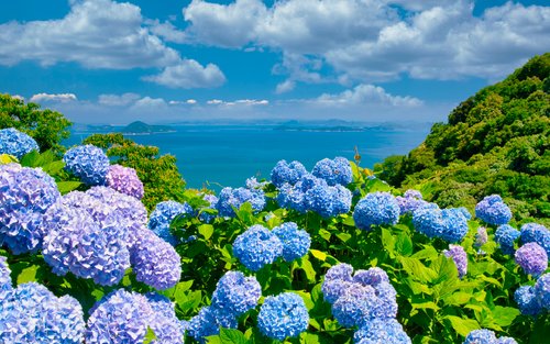 Jeju Eastern/ Western/ Hydrangea/ Seongsan Ilchulbong/ Private Tour