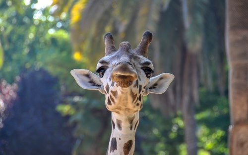 Ticket für den Zoo von Barcelona