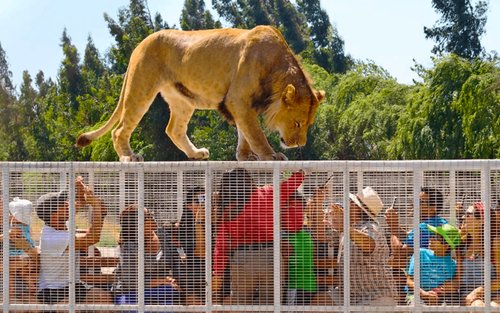 From Santiago: Parque Safari Wild Experience
