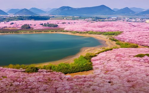 Cherry Blossom Romance in Guizhou | 4 Days 3 Nights Pingba Cherry Blossoms + Getu River/Huangguoshu Waterfall + Zhijin Cave/Shilong Cave