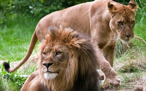 Bronx Zoo Ticket in New York
