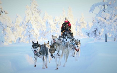 5km Huskies sled ride experience as passenger
