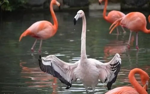 名古屋市东山动植物园 (Nagoya-City Higashiyama Zoo and Botanical Gardens)