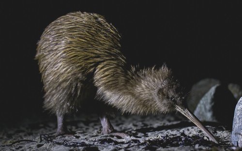 Wild Kiwi Encounter Experience on Stewart Island