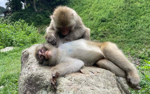 Nagano Snow Monkey Park & Shibu Onsen Cultural Tour