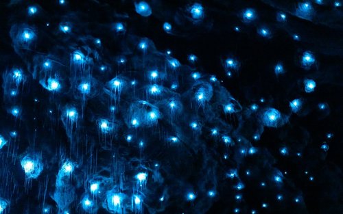 Te Anau Glowworm Cave Tour