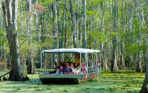 Prohlídka bažin Honey Island s dopravou z New Orleans