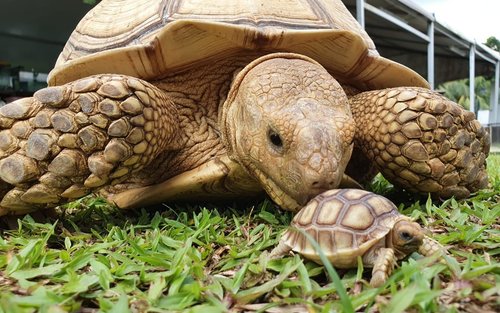 บัตรเข้าชมพิพิธภัณฑ์ Live Turtle Museum ในสิงคโปร์