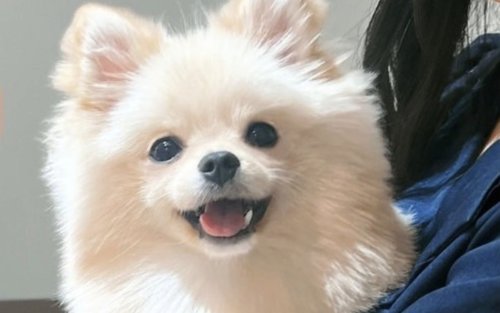 Karanasan sa Pakikipag-ugnayan sa Aso sa Hokkaido