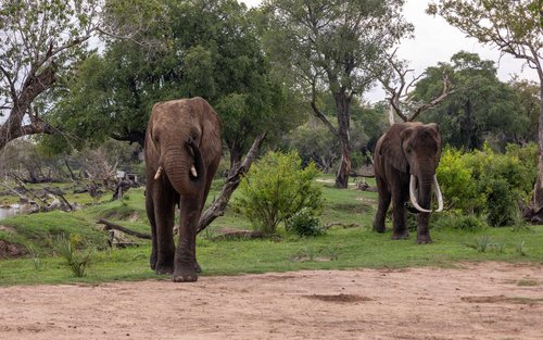 Chobe Park Day Safari: Day Trip, Safari drive & River Cruise