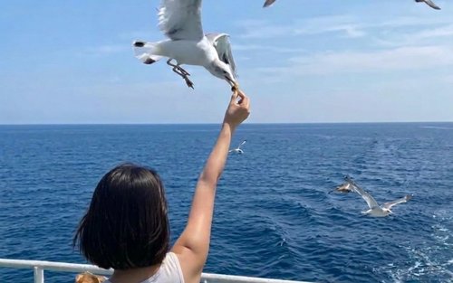 Incheon Ganghwa Luge, Rail Bike & Seagull Feeding Day Tour