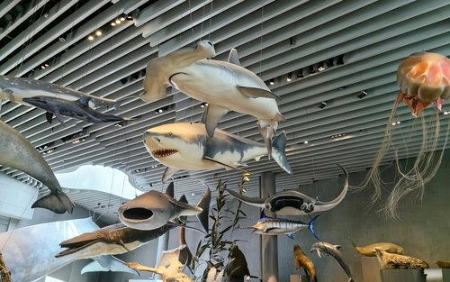 Shanghai Natural History Museum Small Group Tour
